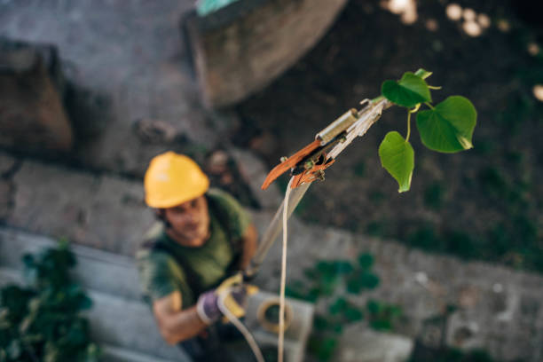 How Our Tree Care Process Works  in  Monroe Manor, NJ