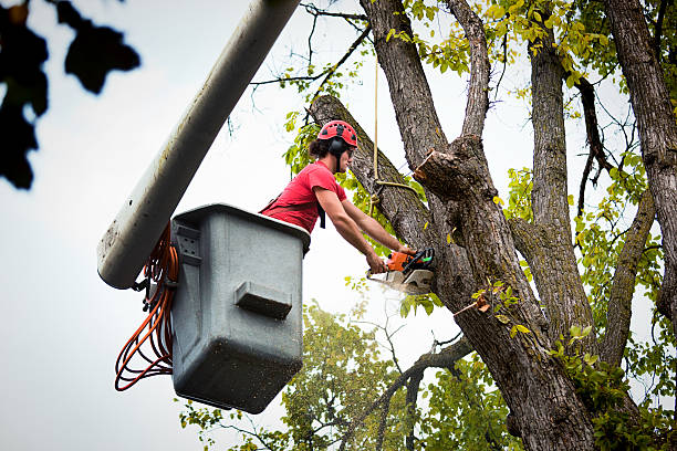 Best Tree Maintenance Programs  in Monroe Manor, NJ